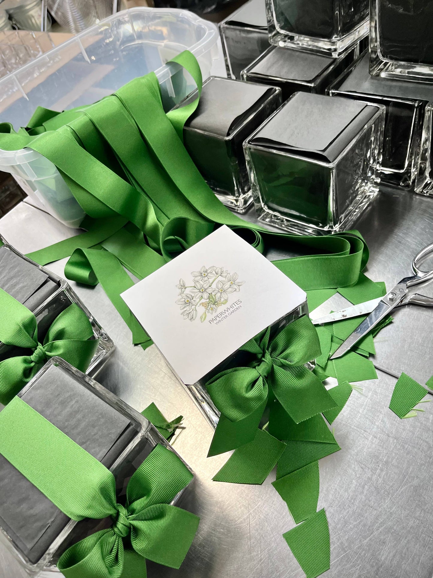 Paperwhites Winter Garden | Fall & Christmas | Best Seller