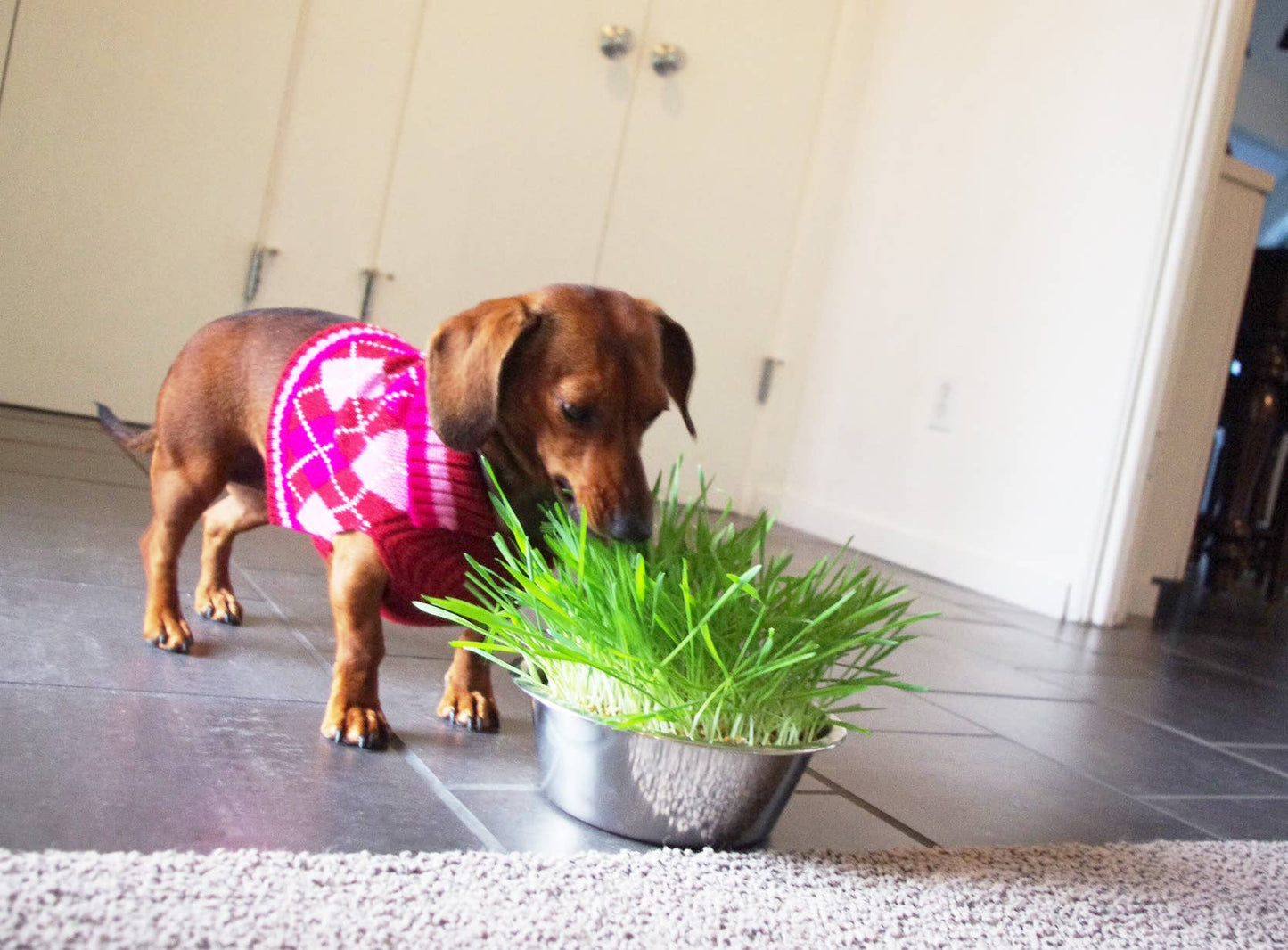 Pet Bowl | Dog Grass | Pet Treat | Dog Gift: Dog Grass